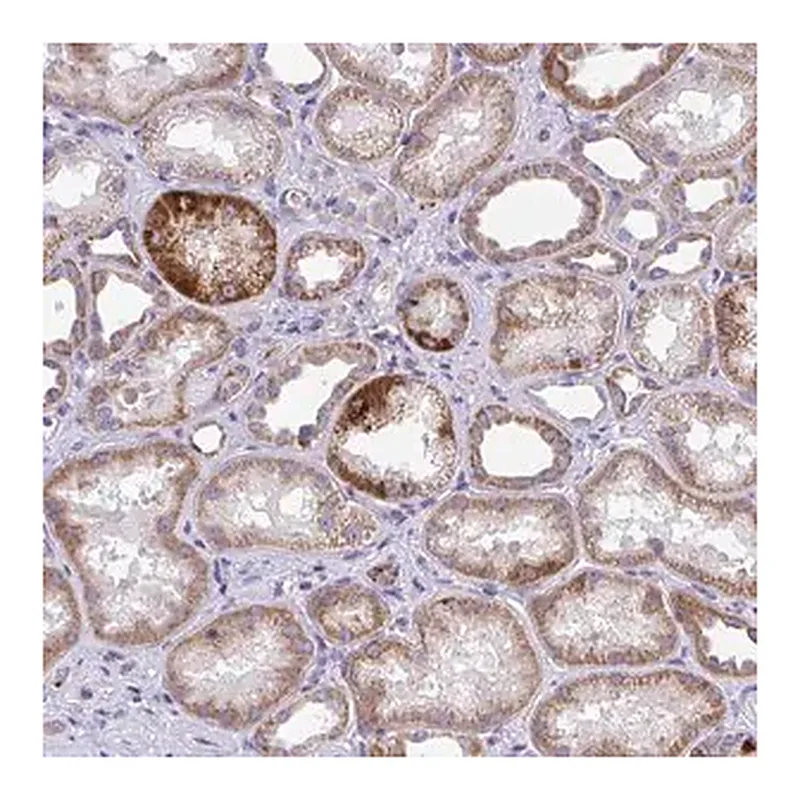 Merck Anti-COA5 antibody produced in rabbit