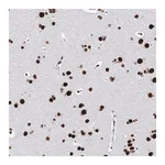 Merck Anti-MATR3 antibody produced in rabbit