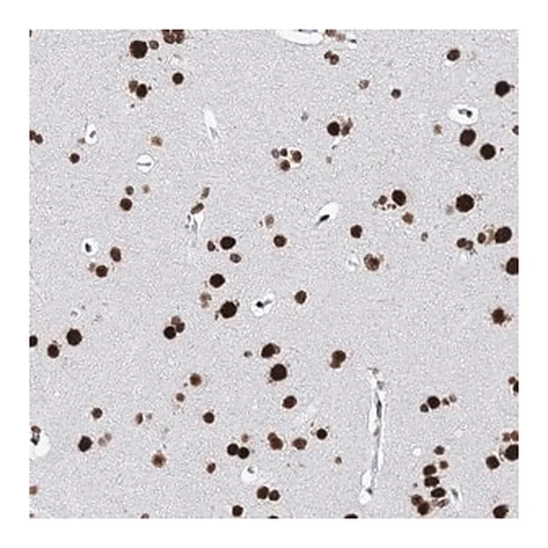 Merck Anti-MATR3 antibody produced in rabbit