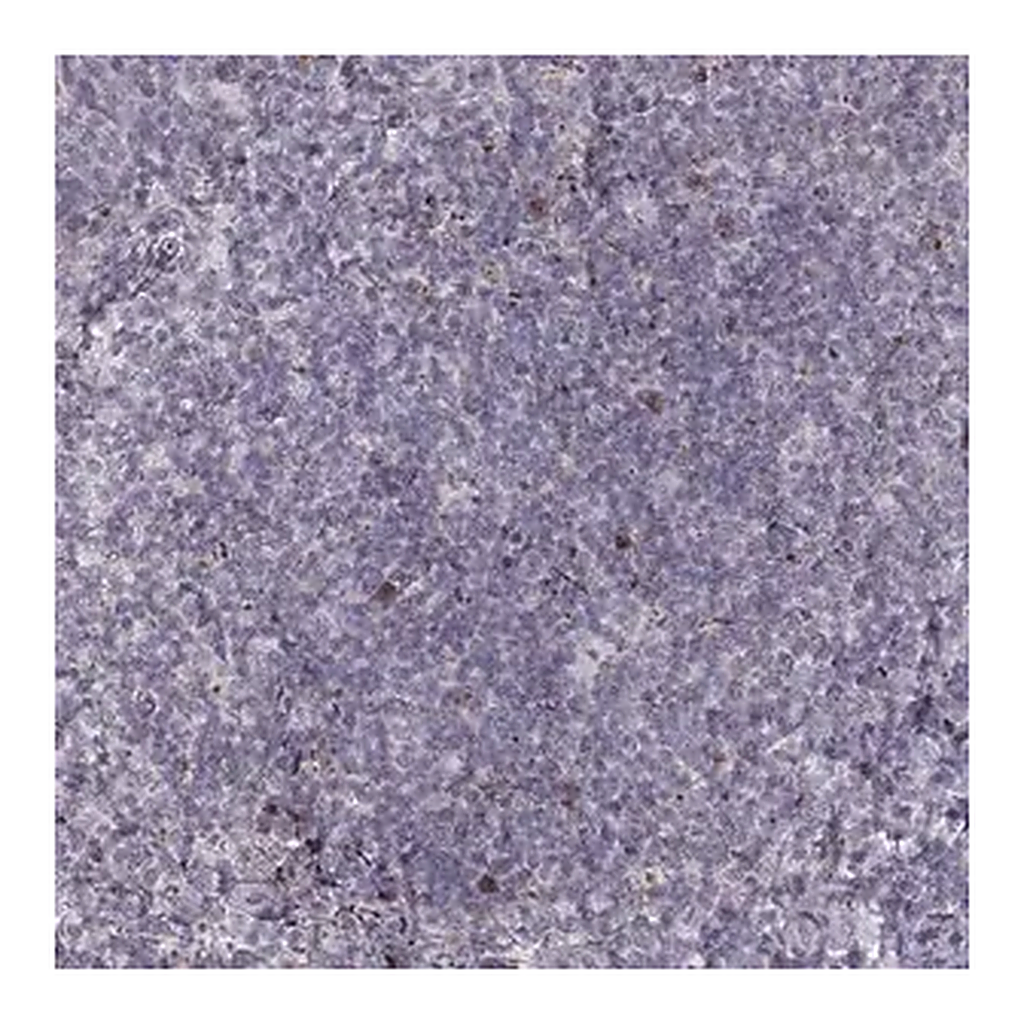 Merck Anti-NDC1 antibody produced in rabbit