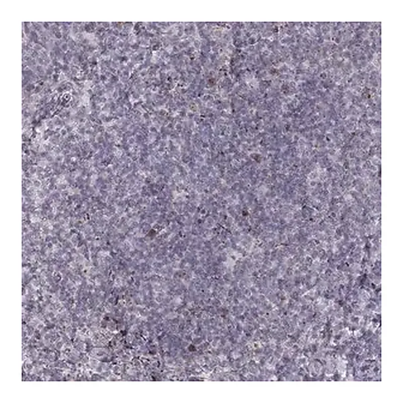 Merck Anti-NDC1 antibody produced in rabbit