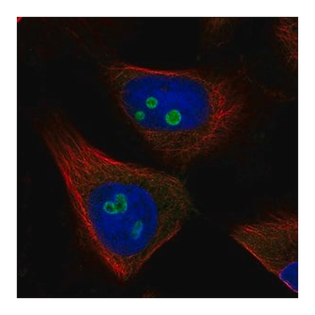 Merck Anti-RETSAT antibody produced in rabbit