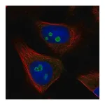 Merck Anti-RETSAT antibody produced in rabbit