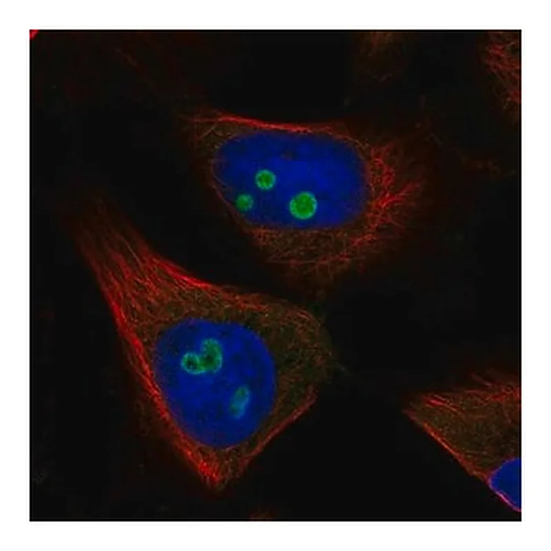 Merck Anti-RETSAT antibody produced in rabbit