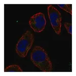 Merck Anti-CD36 antibody produced in rabbit