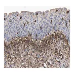Merck Anti-LIF antibody produced in rabbit