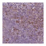 Merck Anti-SEMA4A antibody produced in rabbit
