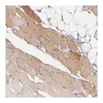Merck Anti-SOD2 antibody produced in rabbit