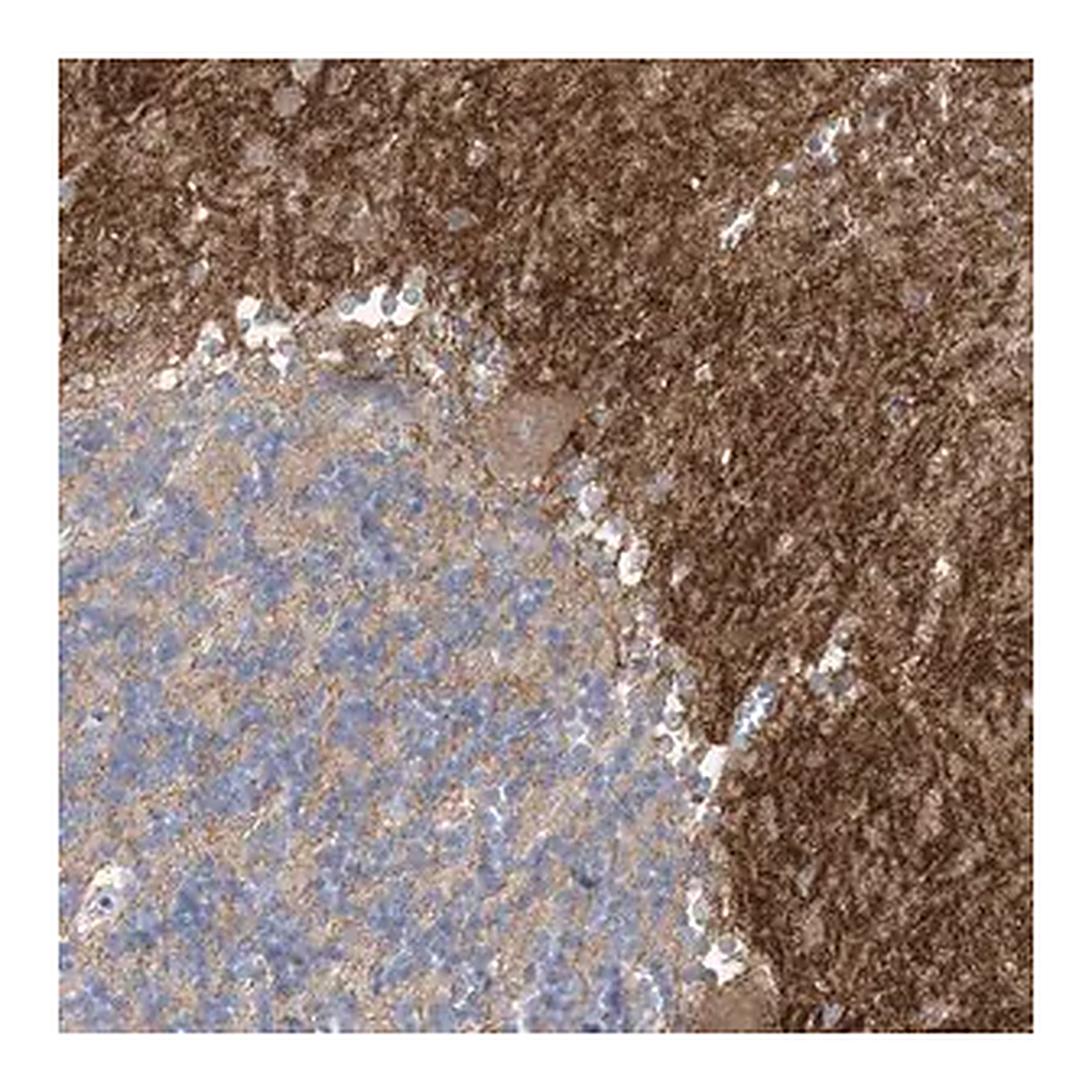 Merck Anti-TTYH1 antibody produced in rabbit