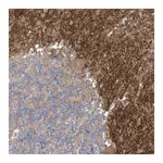 Merck Anti-TTYH1 antibody produced in rabbit