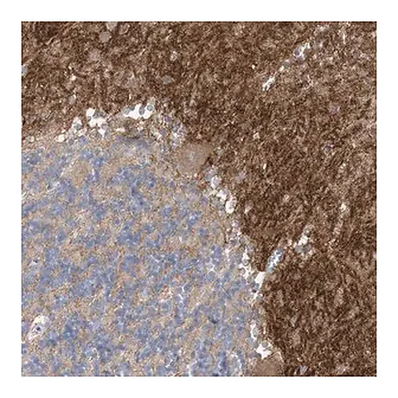 Merck Anti-TTYH1 antibody produced in rabbit