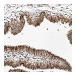 Merck Anti-SLC35A2 antibody produced in rabbit