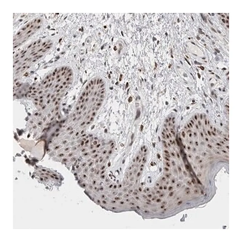 Merck Anti-SENP6 antibody produced in rabbit