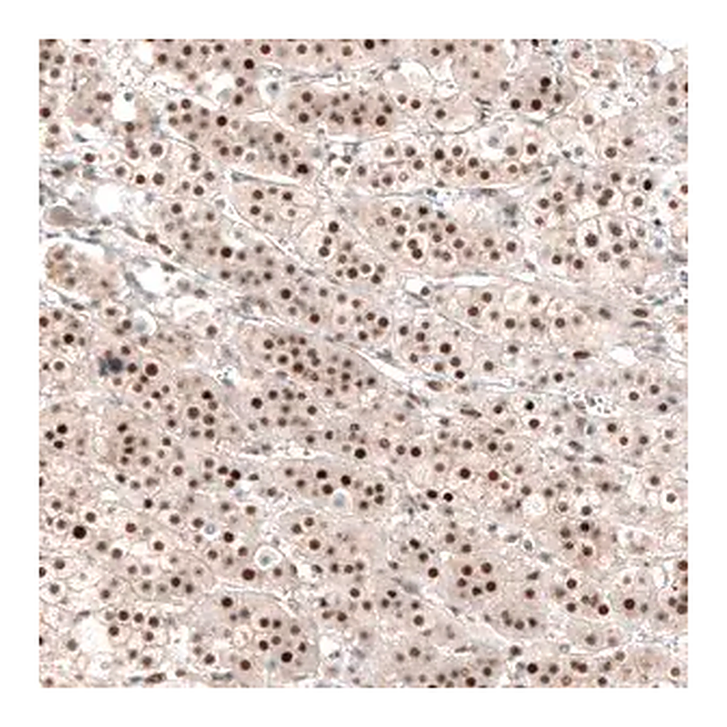 Merck Anti-NR4A3 antibody produced in rabbit