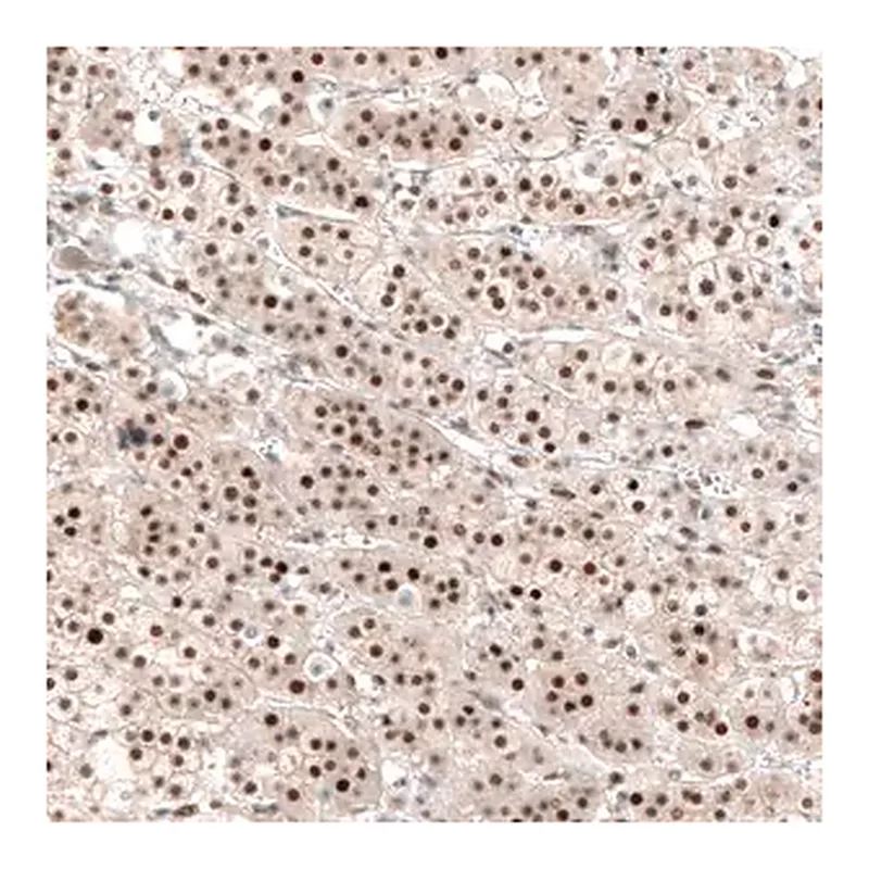 Merck Anti-NR4A3 antibody produced in rabbit
