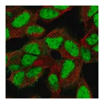 Merck Anti-XRCC5 antibody produced in rabbit