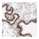 Merck Anti-RBM22 antibody produced in rabbit