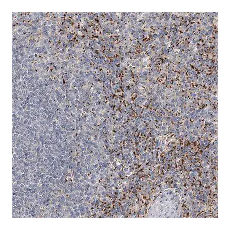 Merck Anti-ALKBH8 antibody produced in rabbit