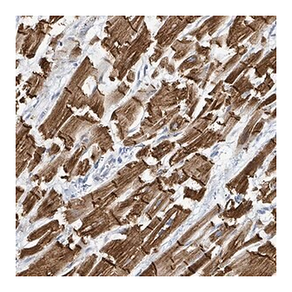 Merck Anti-SIRPB1 antibody produced in rabbit