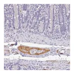 Merck Anti-APOB antibody produced in rabbit