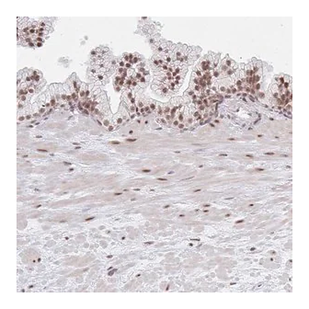 Merck Anti-MBNL1 antibody produced in rabbit