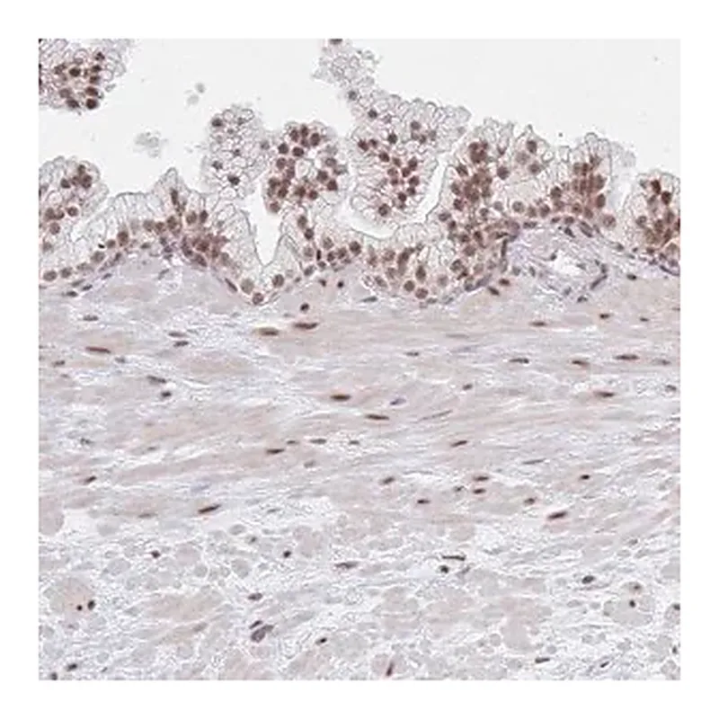 Merck Anti-MBNL1 antibody produced in rabbit