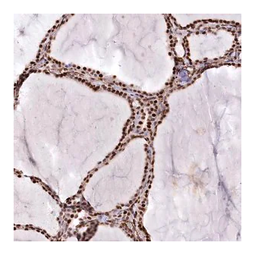 Merck Anti-PTMS antibody produced in rabbit