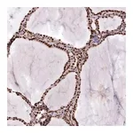 Merck Anti-PTMS antibody produced in rabbit