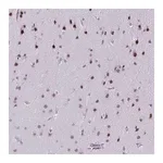 Merck Anti-SS18 antibody produced in rabbit