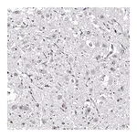 Merck Anti-OTP antibody produced in rabbit