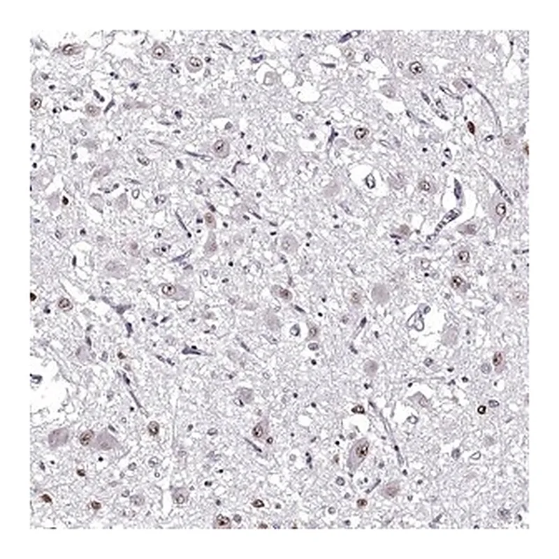 Merck Anti-OTP antibody produced in rabbit