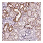 Merck Anti-VDAC1 antibody produced in rabbit