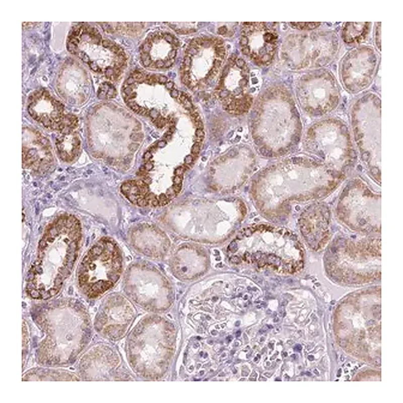 Merck Anti-VDAC1 antibody produced in rabbit