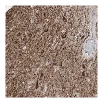 Merck Anti-ZNF189 antibody produced in rabbit