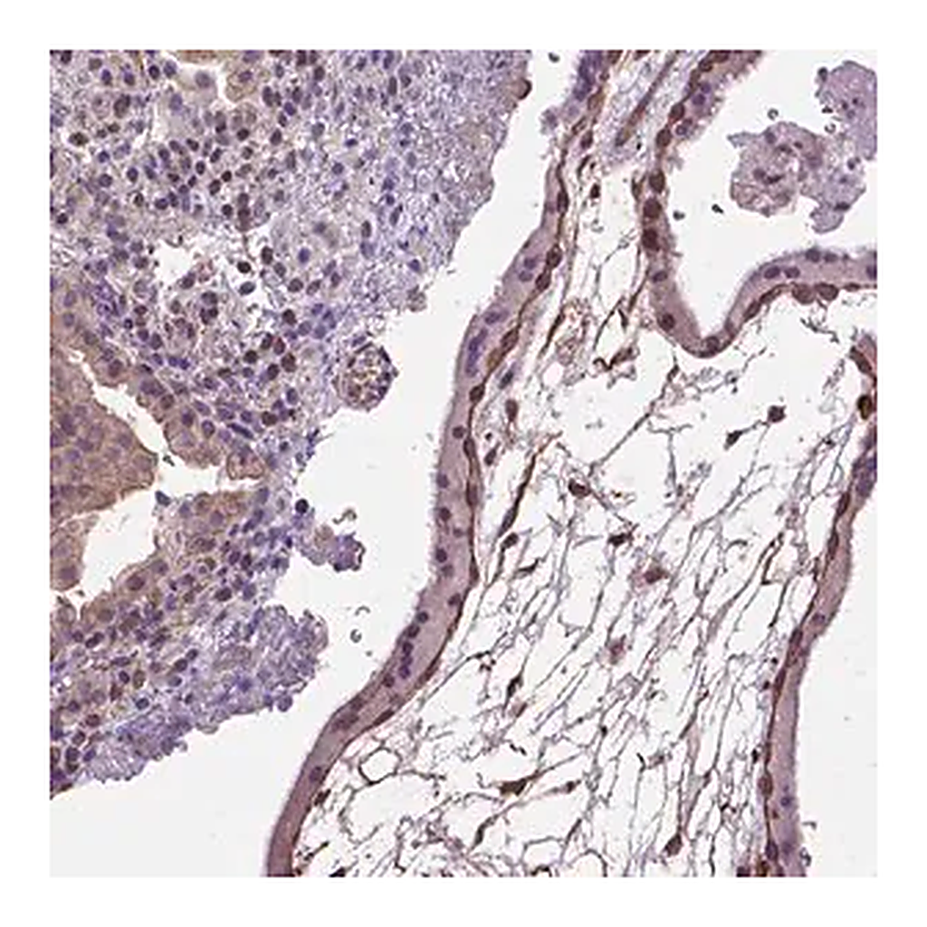 Merck Anti-AREG antibody produced in rabbit