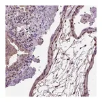 Merck Anti-AREG antibody produced in rabbit