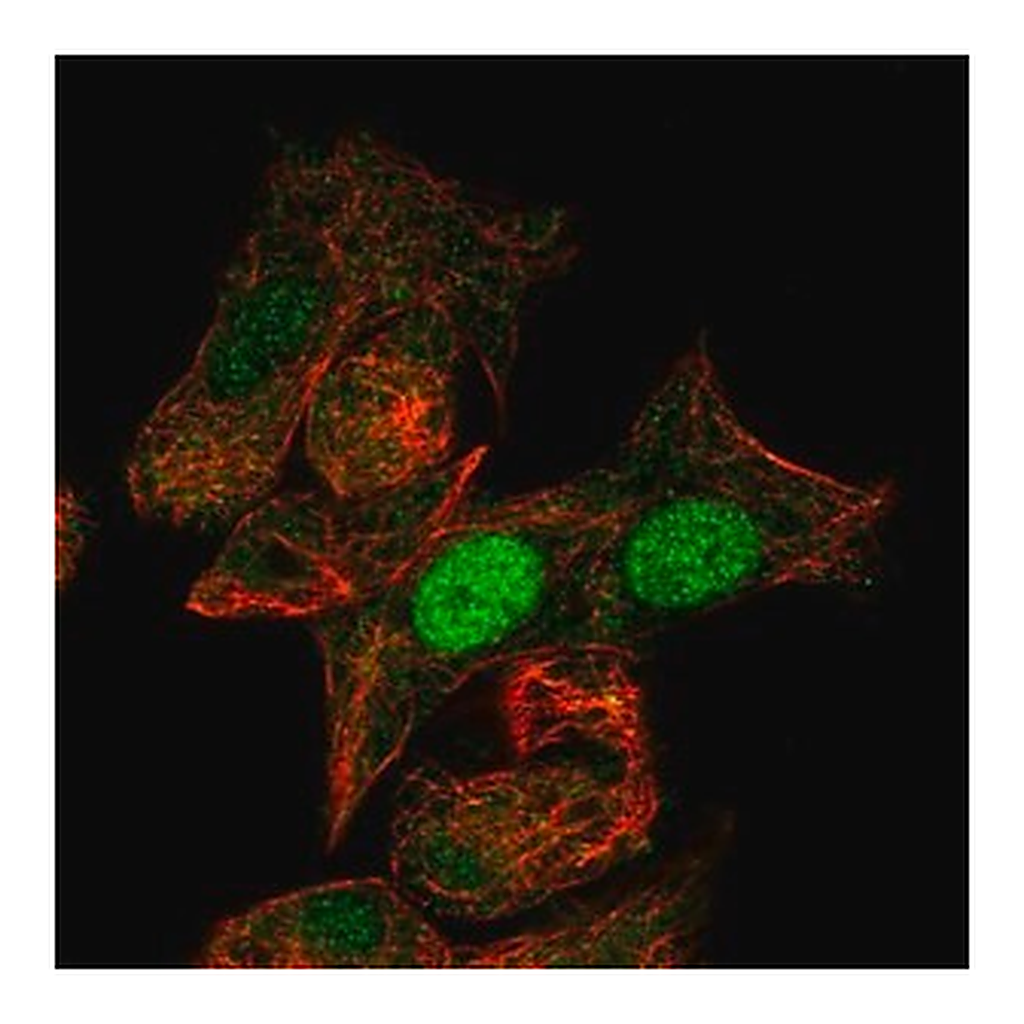 Merck Anti-MIXL1 antibody produced in rabbit