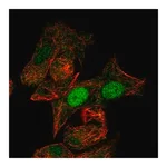 Merck Anti-MIXL1 antibody produced in rabbit