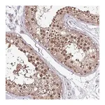 Merck Anti-ITPKC antibody produced in rabbit