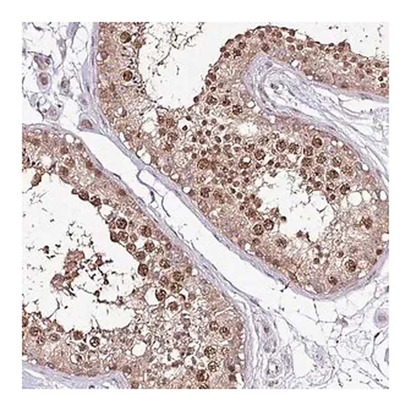 Merck Anti-ITPKC antibody produced in rabbit