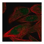 Merck Anti-PRDM12 antibody produced in rabbit
