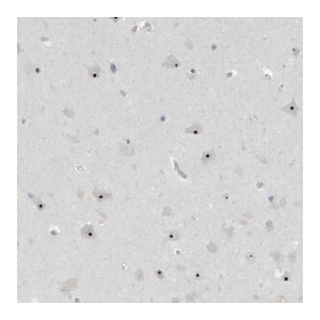 Merck Anti-RPF1 antibody produced in rabbit