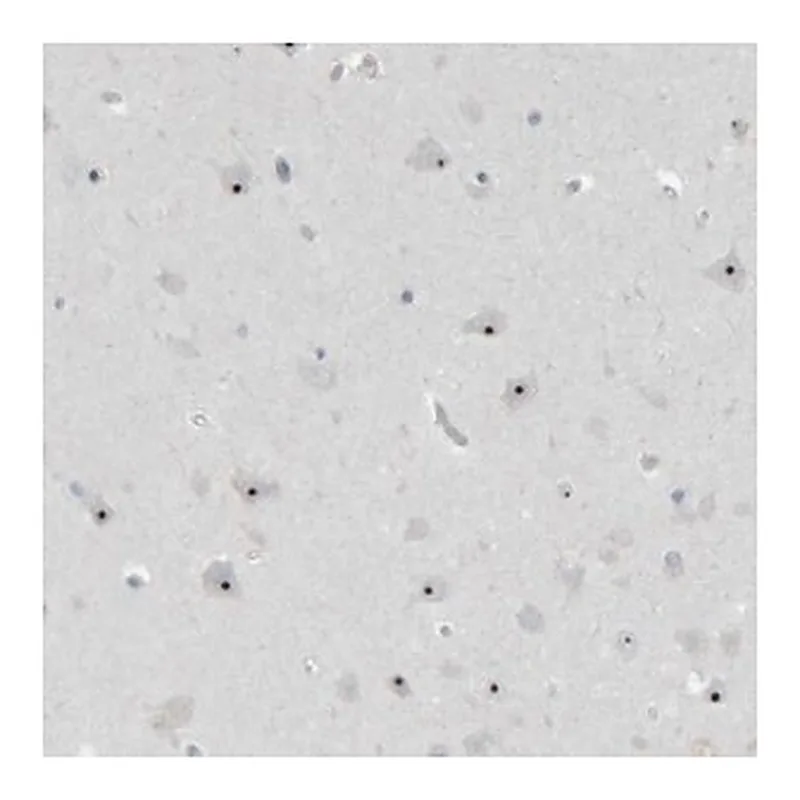 Merck Anti-RPF1 antibody produced in rabbit