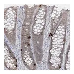 Merck Anti-PCBD1 antibody produced in rabbit