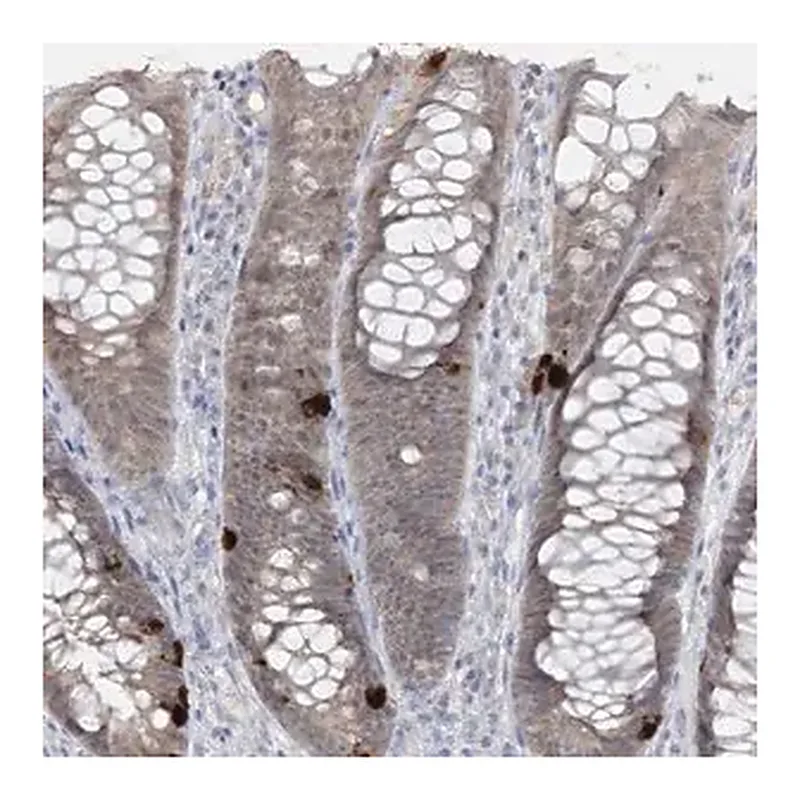 Merck Anti-PCBD1 antibody produced in rabbit