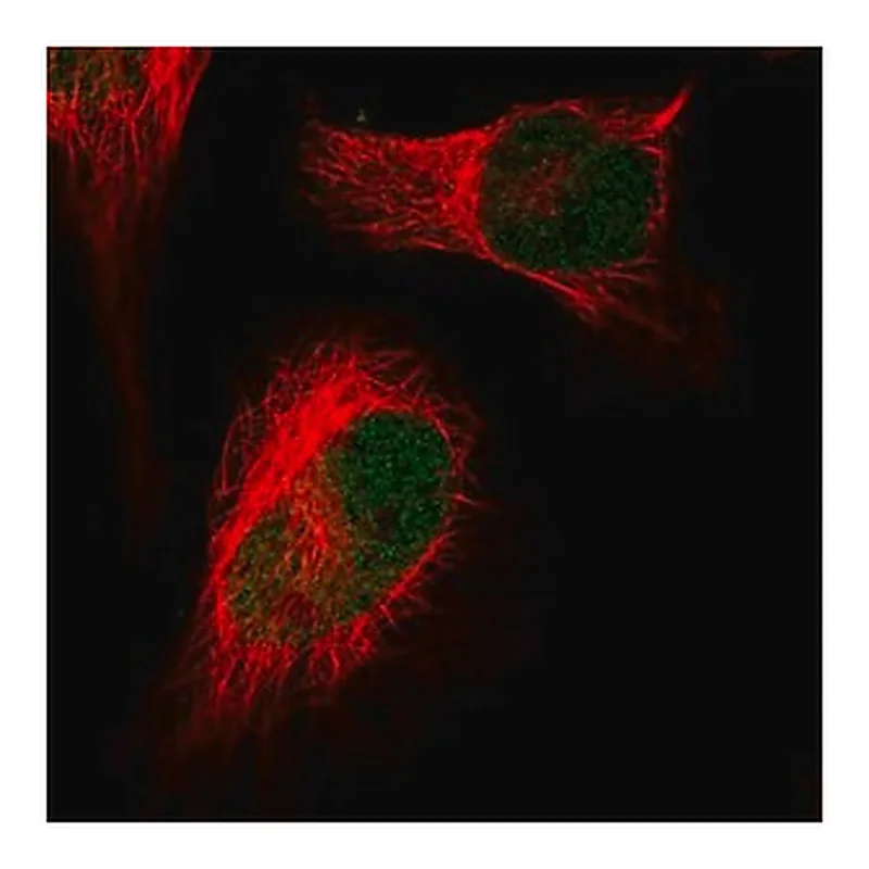 Merck Anti-HIRA antibody produced in rabbit