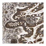Merck Anti-SLC39A14 antibody produced in rabbit