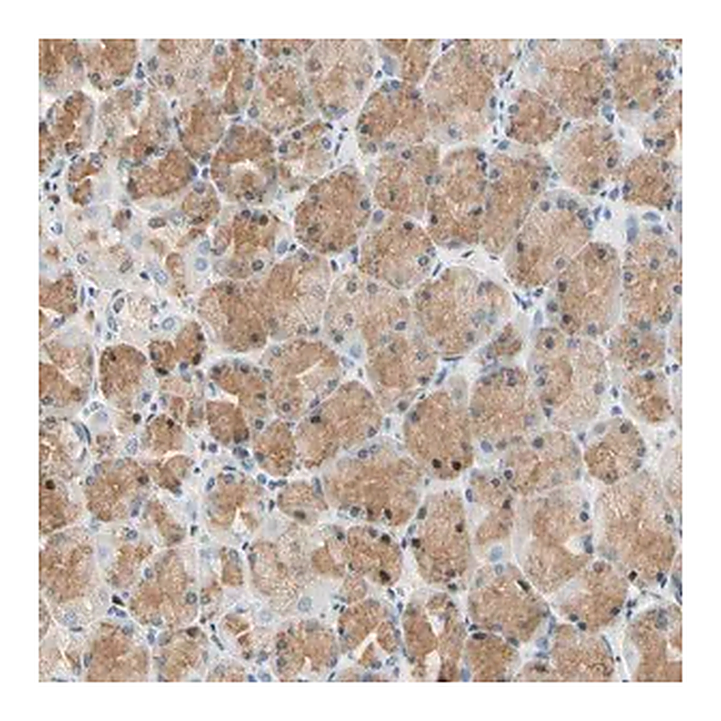 Merck Anti-LAMB3 antibody produced in rabbit