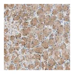 Merck Anti-LAMB3 antibody produced in rabbit