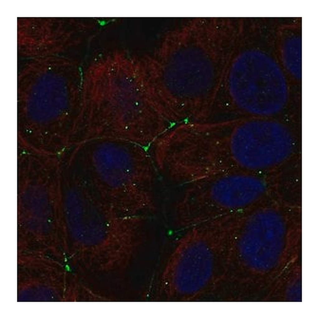Merck Anti-CLDN9 antibody produced in rabbit